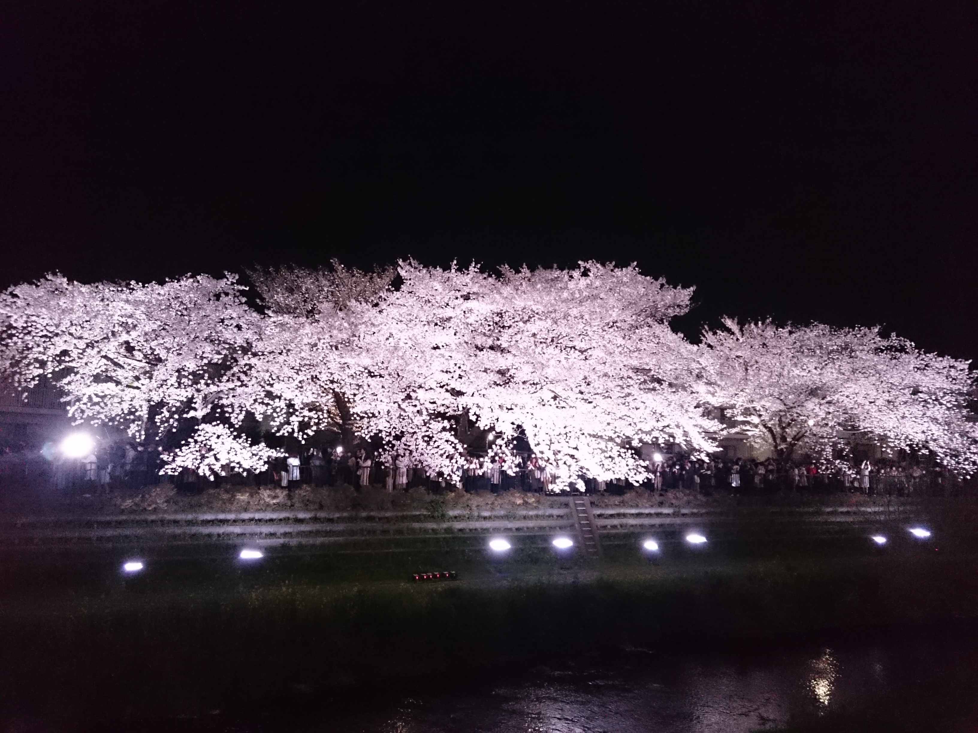 野川の桜のアクセス方法は ３時間限定のライトアップが幻想的 コレが知りたい