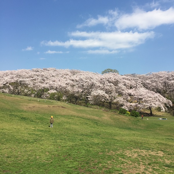 根岸森林公園で花見出店はある 場所取りは必要 桜の時期の混雑状況や駐車場も コレが知りたい