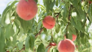 アグリパーク竜王の桃狩りは２時間食べ放題 混雑状況や予約はできるの これが知りたい